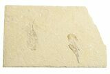 Two Cretaceous Fossil Shrimp - Lebanon #249579-1